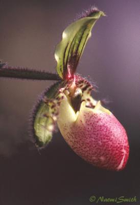 Paphiopedilum chamberlainianum-v-latifolium