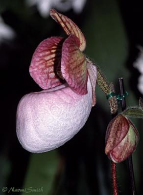 Paphiopedilum micranthum