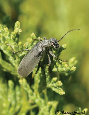 Blister Beetle