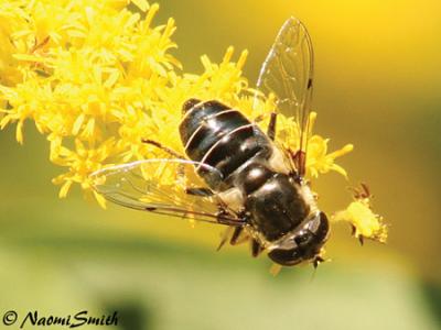 Eristalis dimidiata