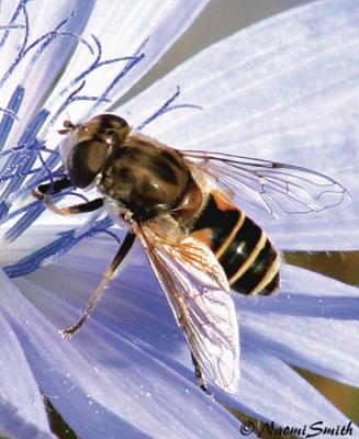 Eristalis arbustorum female - Sept. 6/2005