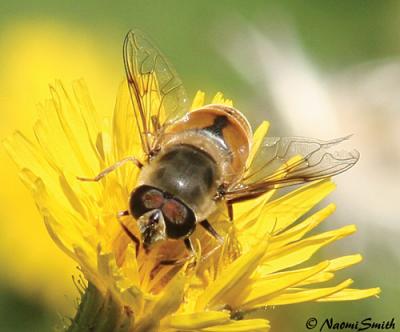 Eristalis tenax