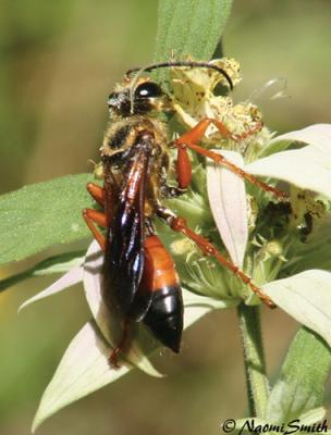 Great Golden Digger Wasp-Sphex ichneumoneus