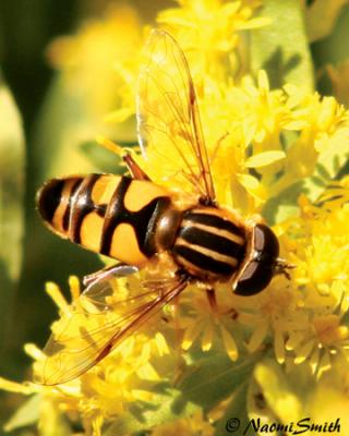 Helophilus fasciatus-male