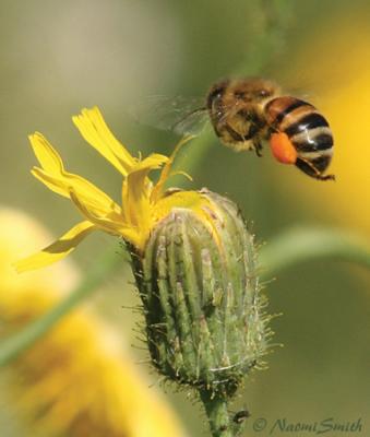 Honey Bee - Apis mellifera  in Flight