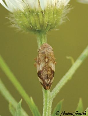 Meadow Spittlebug