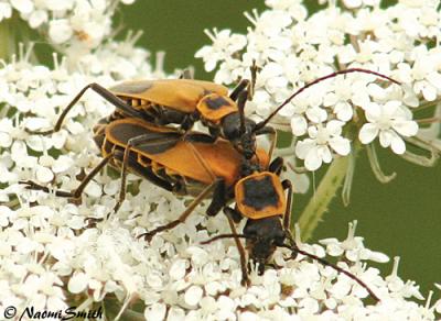 Pennsylvania Leatherwings