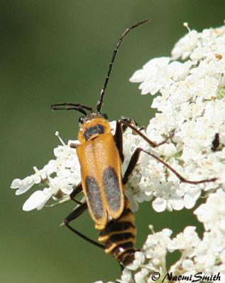 Pennsylvannia Leather-Wing