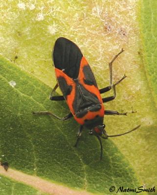 Small Eastern Milkweed-Bug