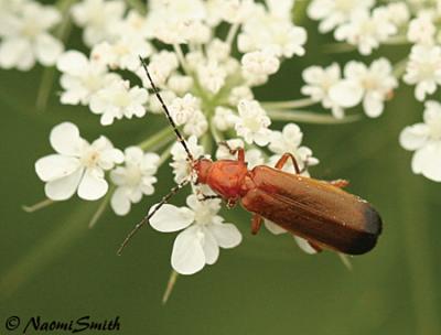 Soldier Beetle - Rhagonycha fulva