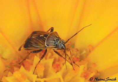 Lygus lineolaris - Tarnished Plant Bug