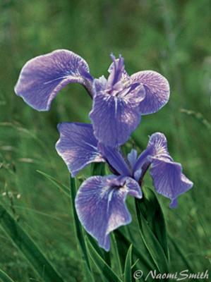 Iris-Newfoundland