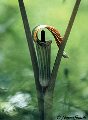 Jack-in-the-Pulpit