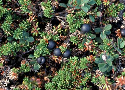 Empetrum nigrum-Crowberry