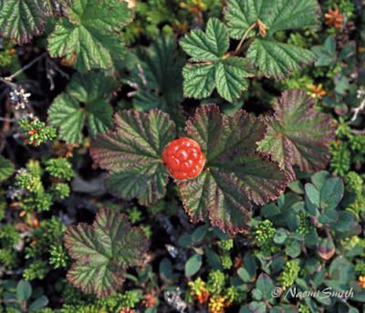 Rubus chamaemorus-Cloudberry