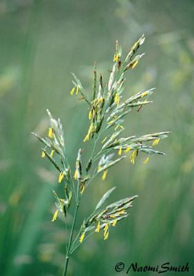 Indian Grass