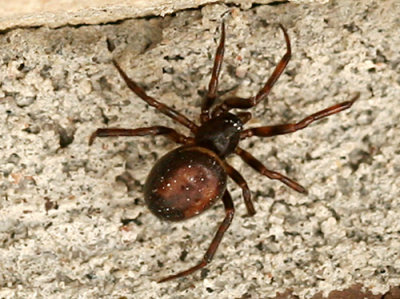 Steatoda bipunctata.jpg