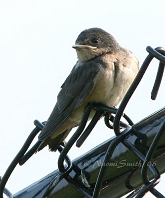 Barn Swallow-Hirundo rustica  #5098