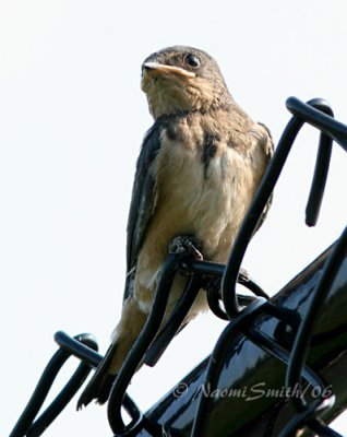 Barn Swallow -Hirundo rustica  #5101