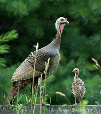 Wild Turkey - Meleagris gallopavo #6336