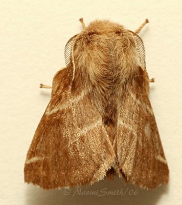 Eastern Tent  Moth #4732