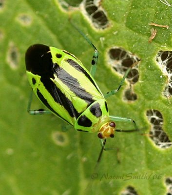 Four-lined Plant Bug #4240