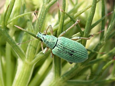 Green Immigrant Leaf Weevil #5029g