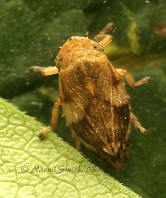 Meadow Spittlebug - Philaenus spumarius #7277