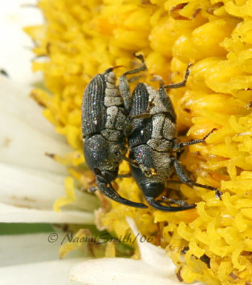 Weevils Mating #4880