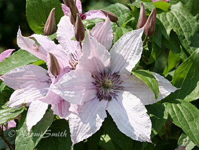 Clematis Pink #4332