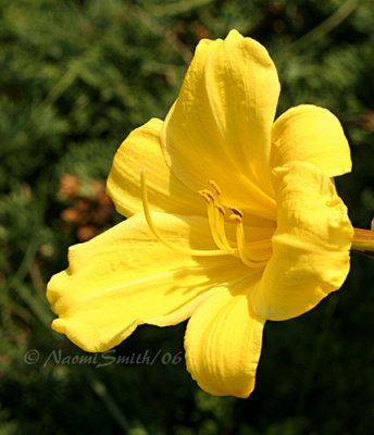 Day Lily  #4297