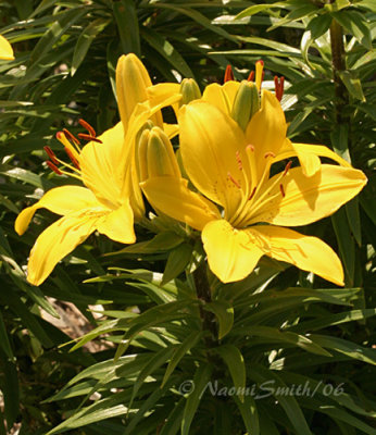 Lillies Yellow #4318