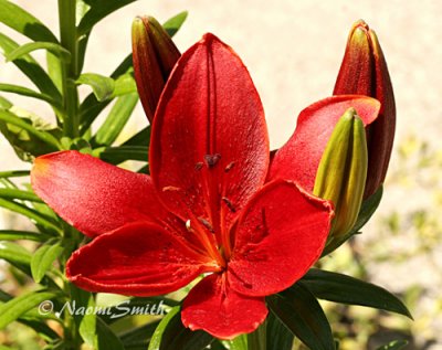 Lily Red #4603