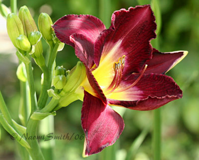 Lily  #5994