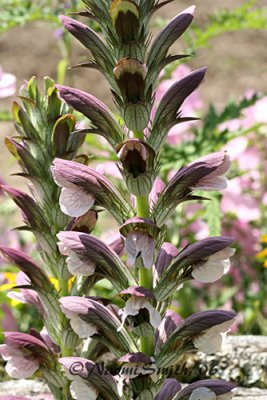 Acanthus mollis-Bear's Breeches  #6008