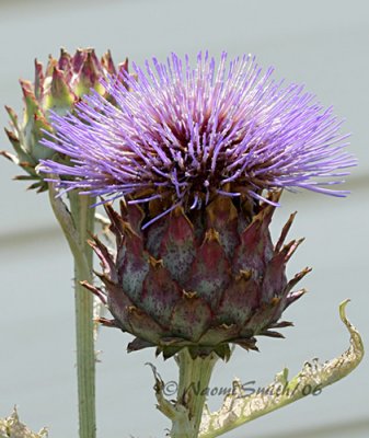 Centaurea - purple