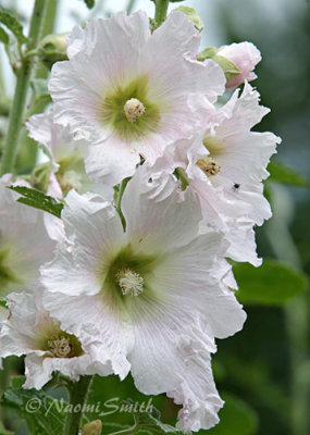 Hollyhock  #6512