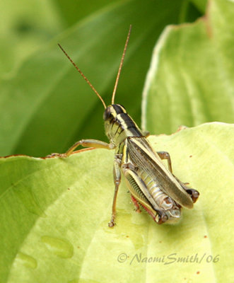 Two Striped Grasshopper #7614