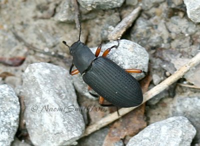 Haplandrus fulvipes #6040