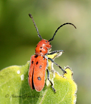 Red Milkweed Beetle #5811