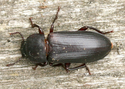 Tenebrio molitor #6789