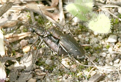 Cicindela punctulata Beetles Mating #5848