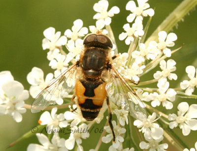 Syrphid Fly #4222
