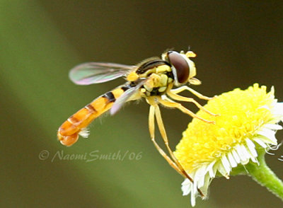 Syrphid Fly #6954