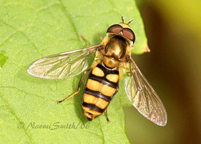 Eupeodes americanus  JL06 #5610