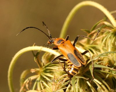 Chauliognathus pennsylvannia AU7 #1717