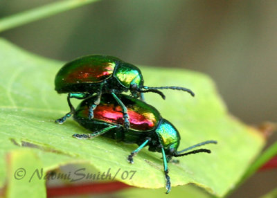 Dogbane Beetle AU7 #1741