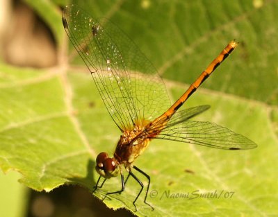 White-faced Meadowhawk AU7 #1658