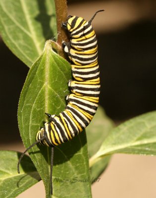 Monarch Caterpillar S7 #3967
