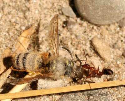 Ant and Wasp S7 #4165